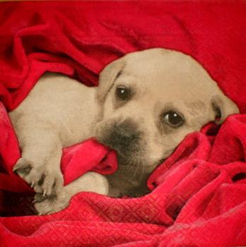 005 Dogs -3-lagig - Ti-Flair